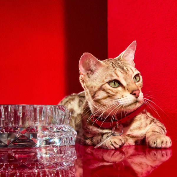 Louxor Pet Bowl S